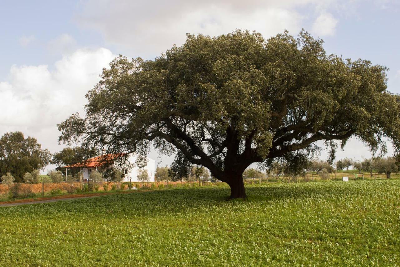 Monte Quinta Verde Ferreira Do Alentejo Exterior foto